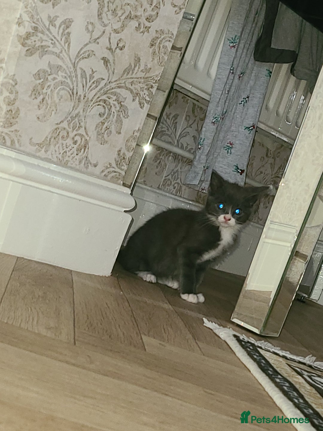 British Shorthair cats for sale: Bsh x tabby kittens  - Advert 2