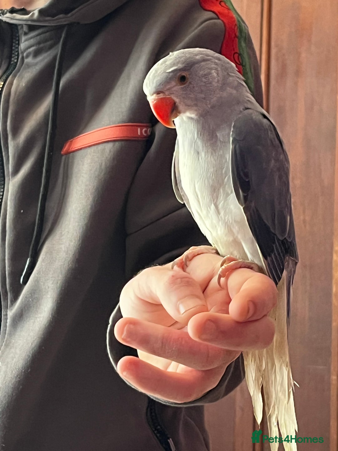 Ringnecks birds for sale: Ring necks for sale different colours  - Image 5