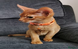 Abyssinian cats for sale: Ready now! Beautiful Abyssinians kittens❤️😍🤗 - Image 6