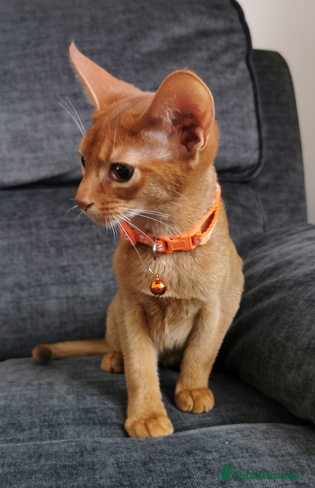 Abyssinian cats for sale: Ready now! Beautiful Abyssinians kittens❤️😍🤗 - Image 6