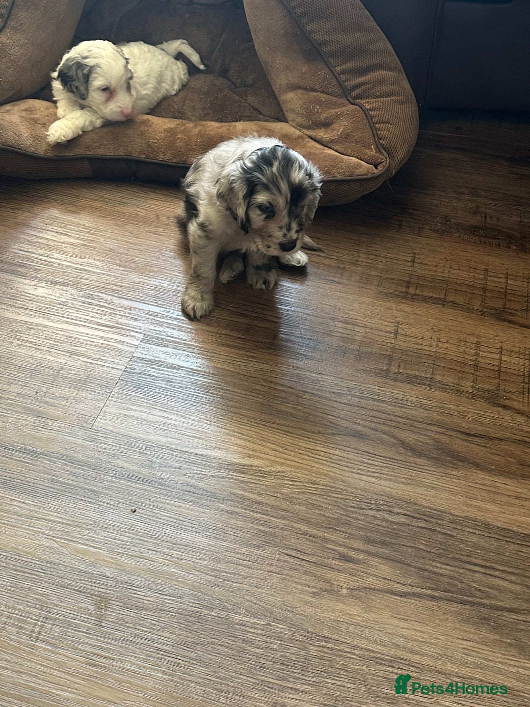 Cockapoo dogs for sale: Beautiful cockapoo puppies delivery possible - Image 40