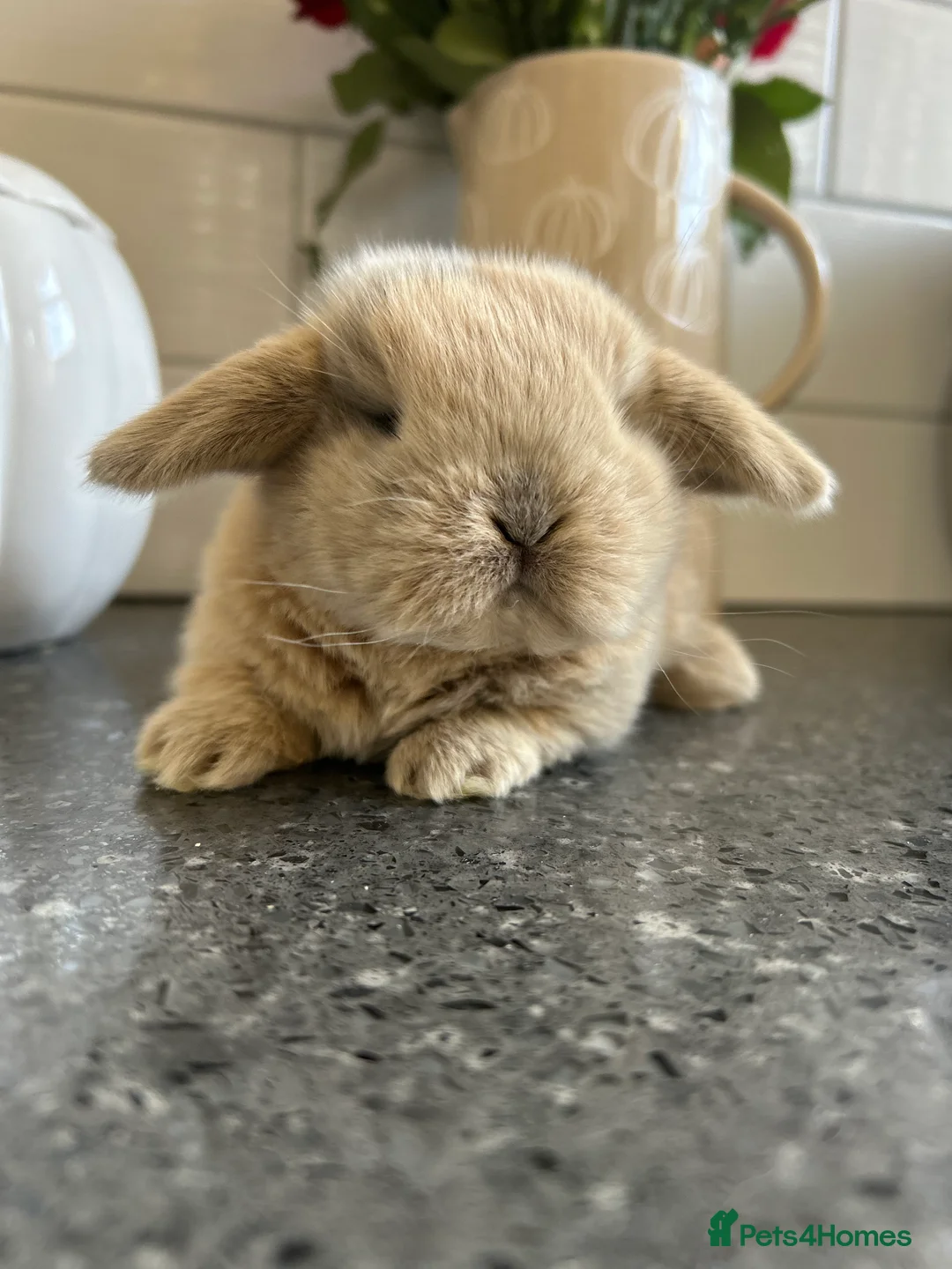 Mini Lop rabbits for sale: Two Mini Lop Boys - Ready 1st April - Advert 19