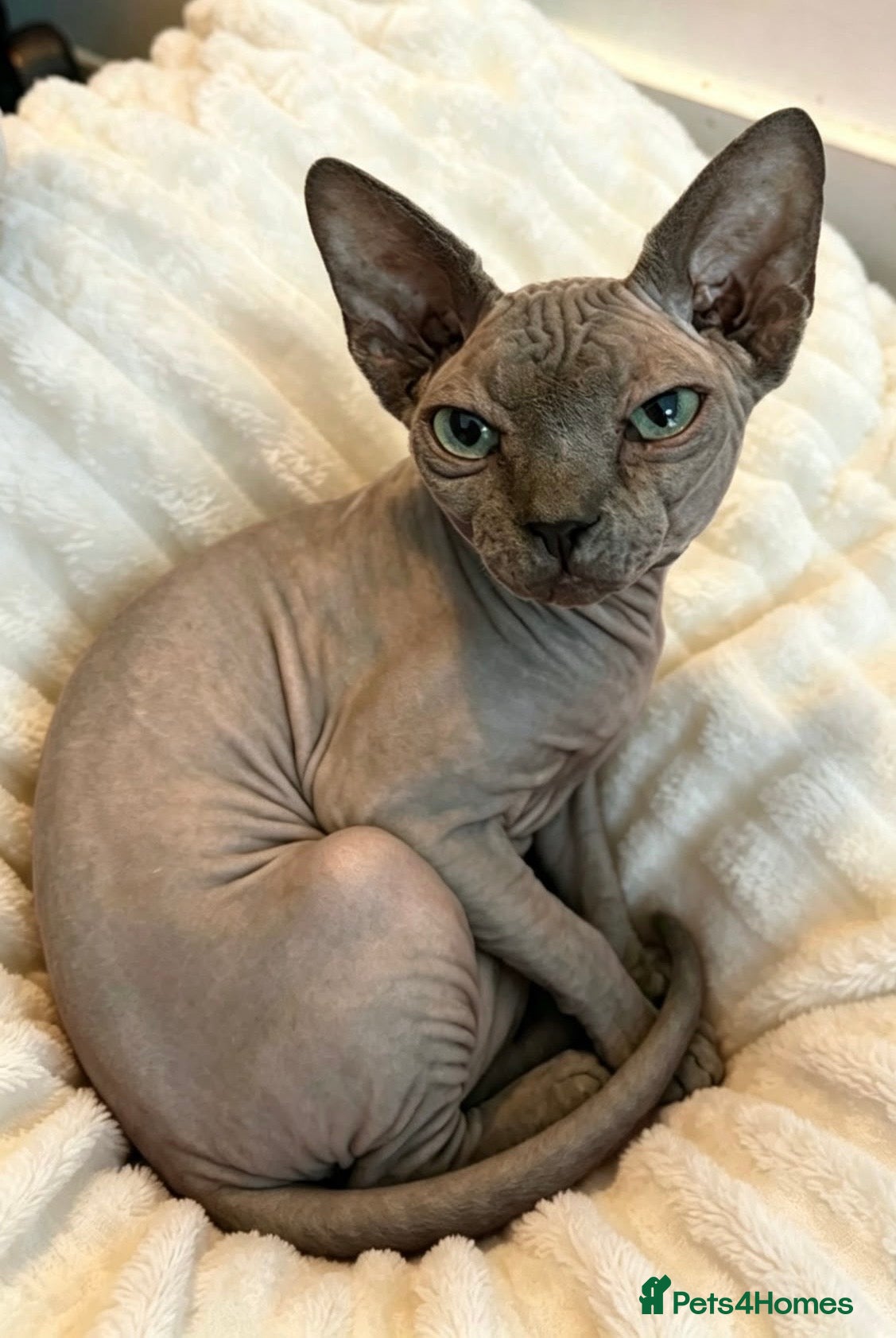 Sphynx cats Tics registered sphynx kittens  - Advert 1