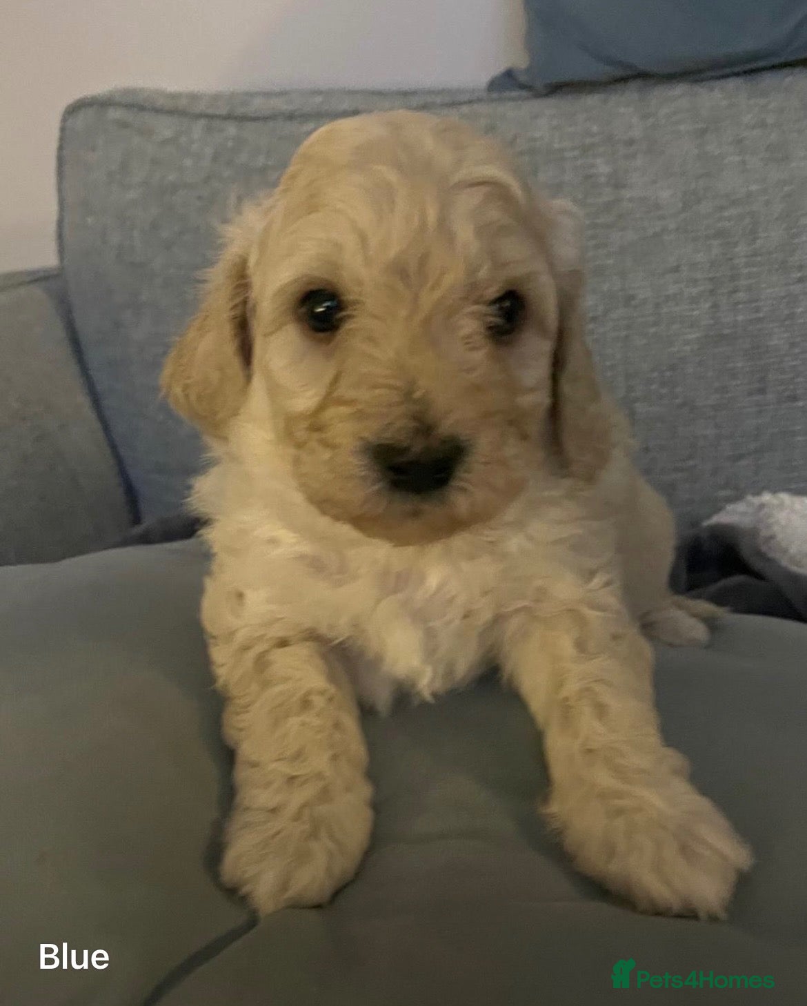 Poochon dogs for sale: Perfect poochon Perfection  - Advert 2