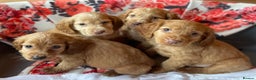 Cocker Spaniel dogs for sale: Beautiful golden puppies ready to leave now! - Advert 17