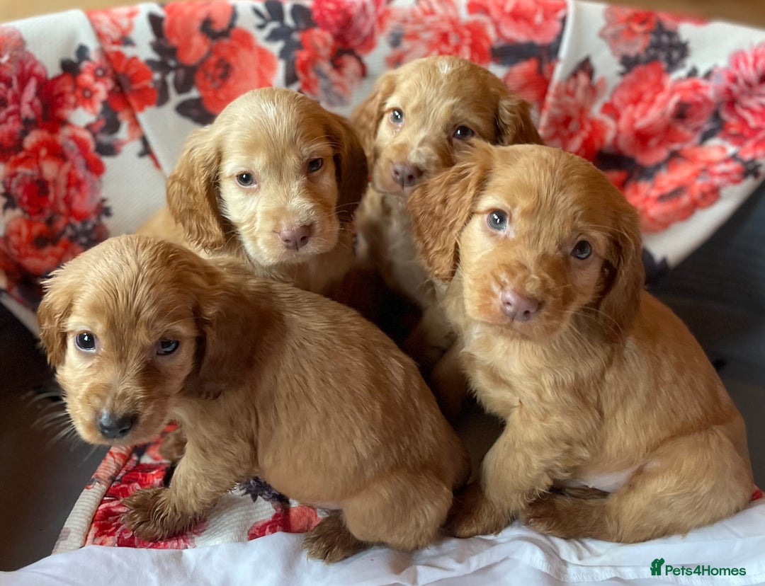 Cocker Spaniel dogs for sale: Beautiful golden puppies ready to leave now! - Advert 17