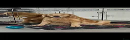 Golden Retriever dogs for sale: Waiting list for litter due to leave early August  - Advert 4