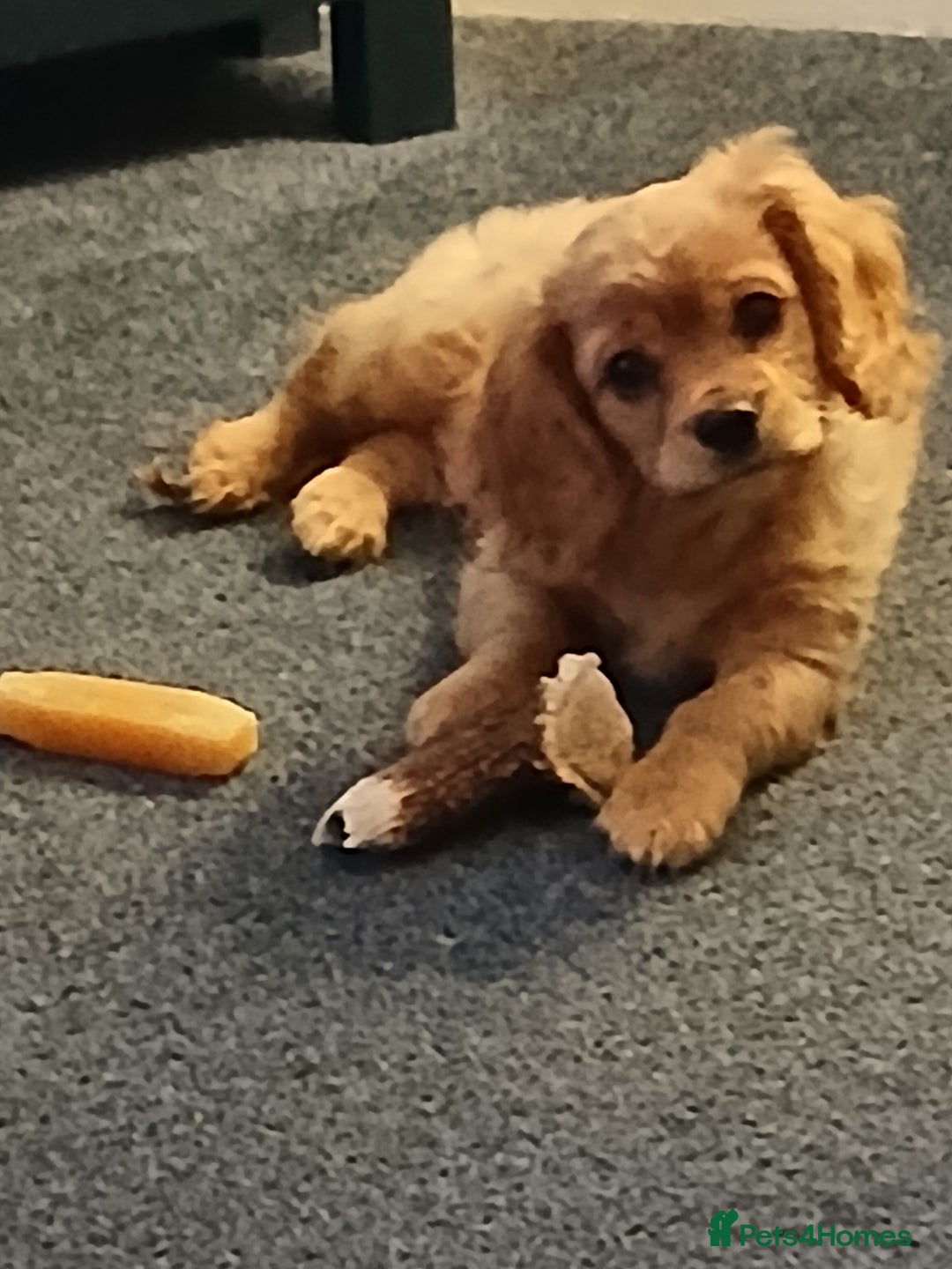 Cavachon dogs for sale: 3/4cavalier boy - Advert 4