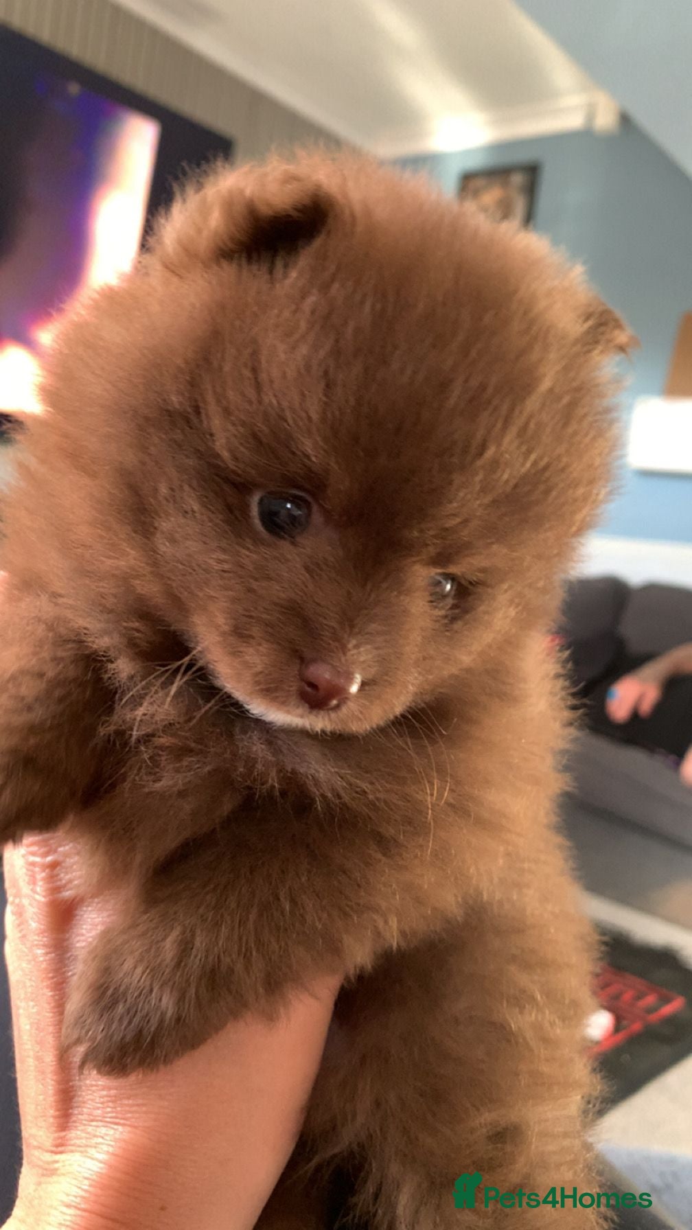 Pomeranian dogs for sale: Pups ready to leave chip and first jab done  - Advert 4
