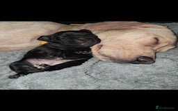 Mixed Breed dogs for sale: Frenchbulldog cross puppies  - Image 3