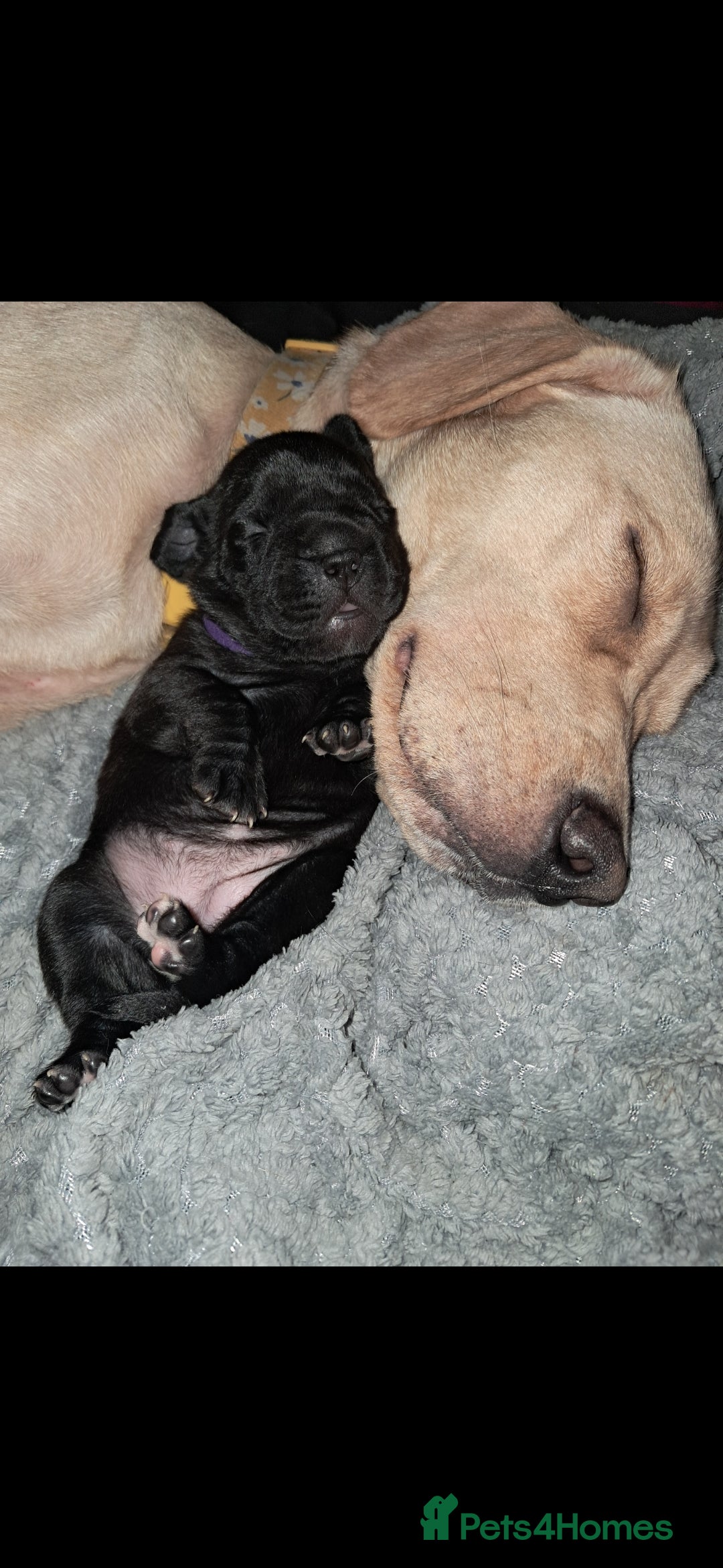 Mixed Breed dogs for sale: Frenchbulldog cross puppies  - Image 3
