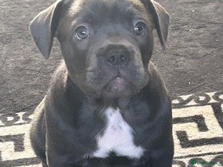 Mixed Breed dogs Beautiful pups - Advert 6