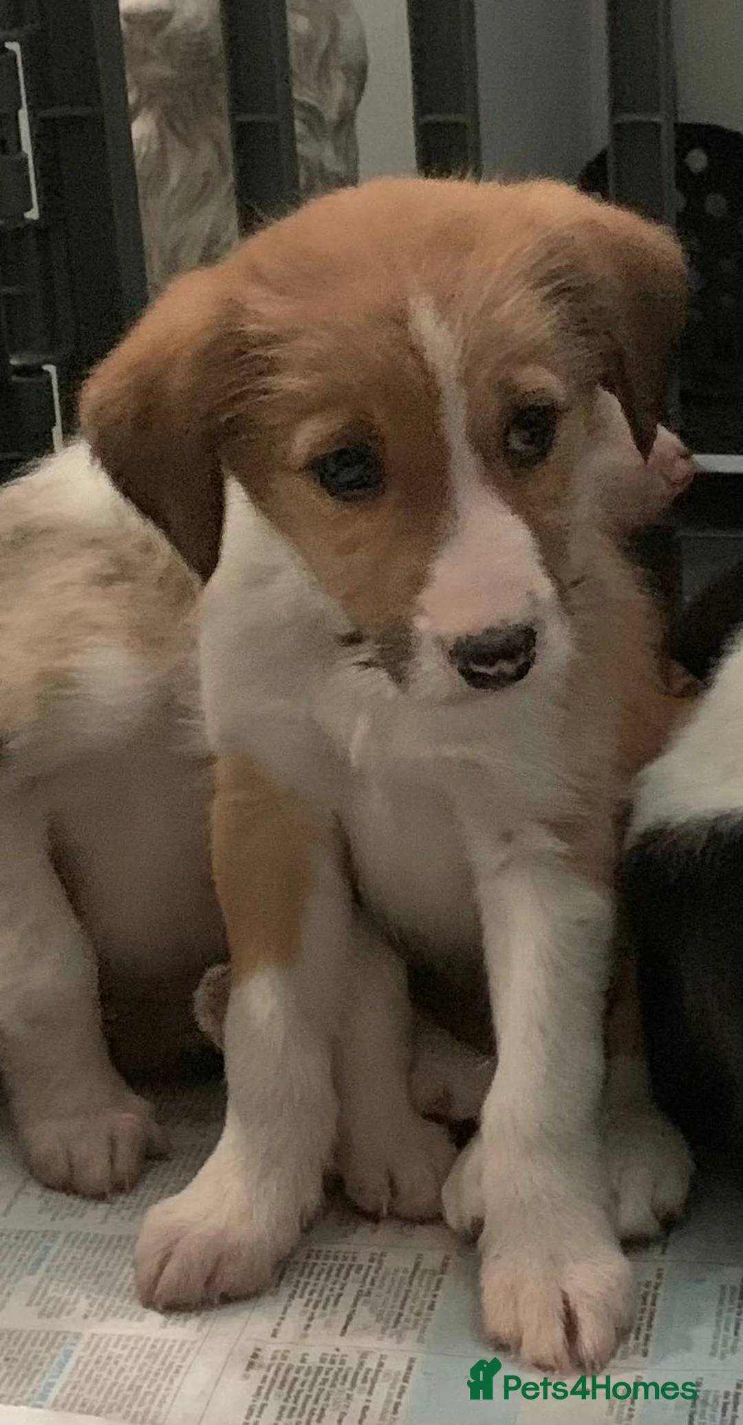 Mixed Breed dogs for sale: Old style Lurcher puppies - Advert 11