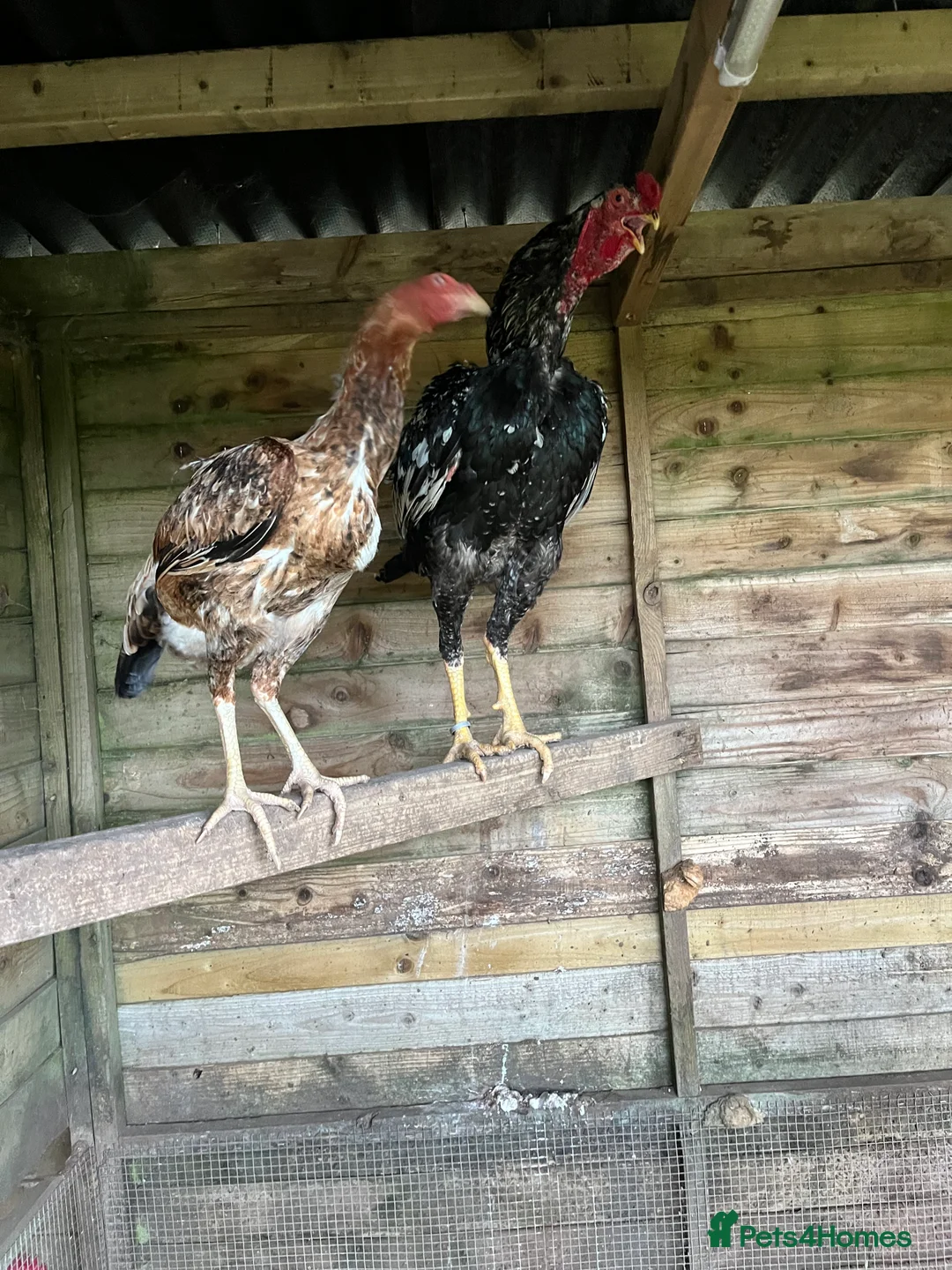 Chickens poultry for sale: Indio Gigante *LARGE BIRDS Portuguese bloodlines* - Advert 9