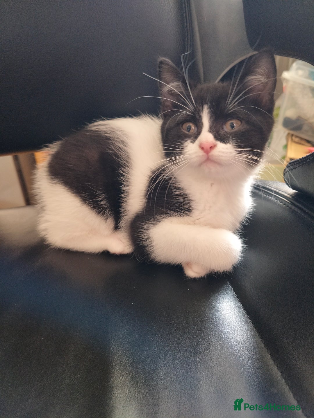 Mixed Breed cats for sale: 3 Gorgeous girls looking for home - Image 10
