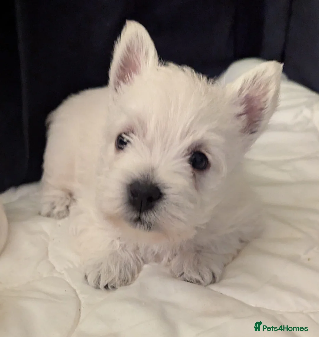 West Highland Terrier dogs for sale: Beautiful KC Registered White West HighlandTerrier in Liverpool - Advert 2