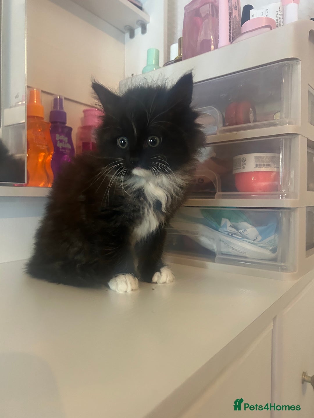 Mixed Breed cats for sale: Beautiful kittens  - Advert 6