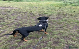 Rottweiler dogs for sale: 8 Month old female , Rottweiler  - Image 4