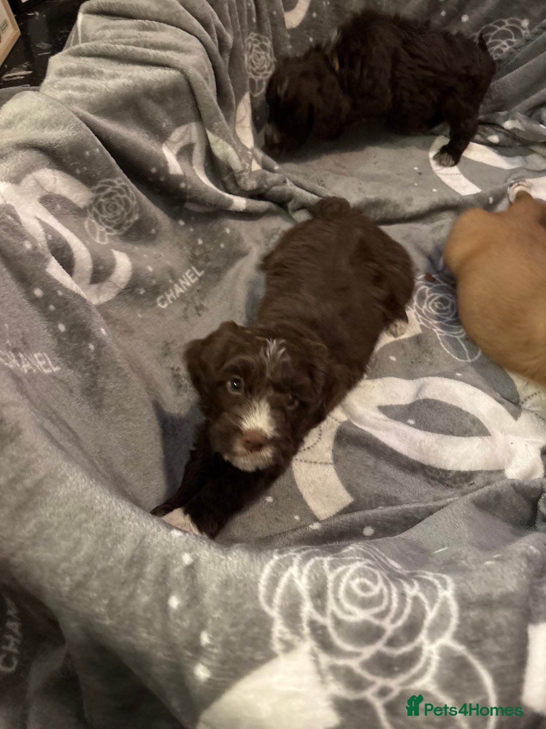 Cockapoo dogs for sale: ✨🐶 Gorgeous Cockapoo Puppies Ready Now! 🐶✨ - Image 5