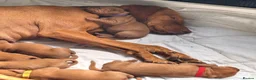 Hungarian Vizsla dogs for sale: Exceptional Pedigree Hungarian Vizsla Puppies - Advert 3