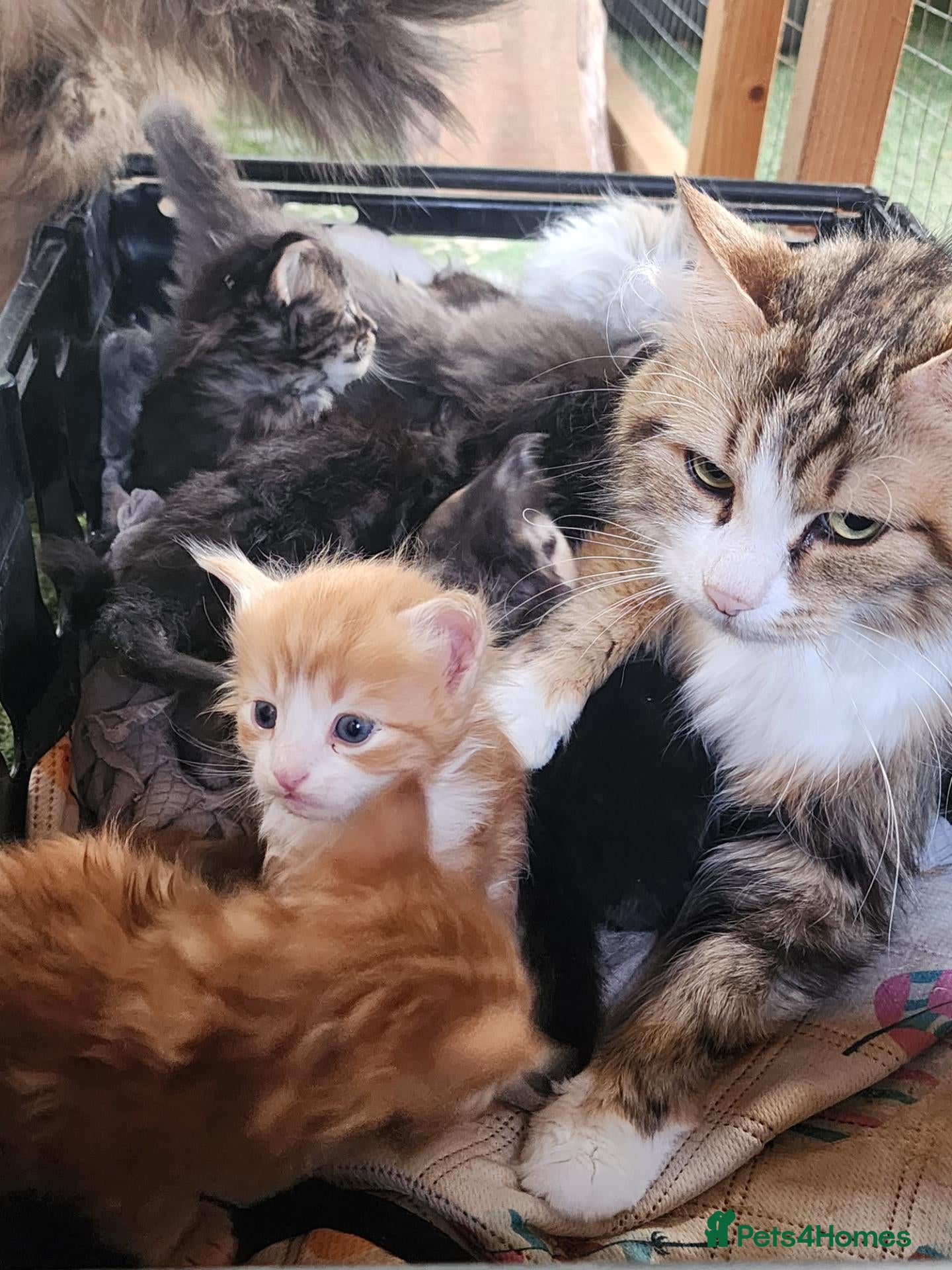 Siberian cats Hypoallergenic, TICA, Traditional Siberian kittens - Advert 2