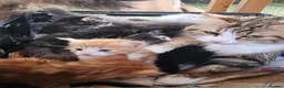 Siberian cats for sale: Hypoallergenic, TICA, Traditional Siberian kittens - Advert 2