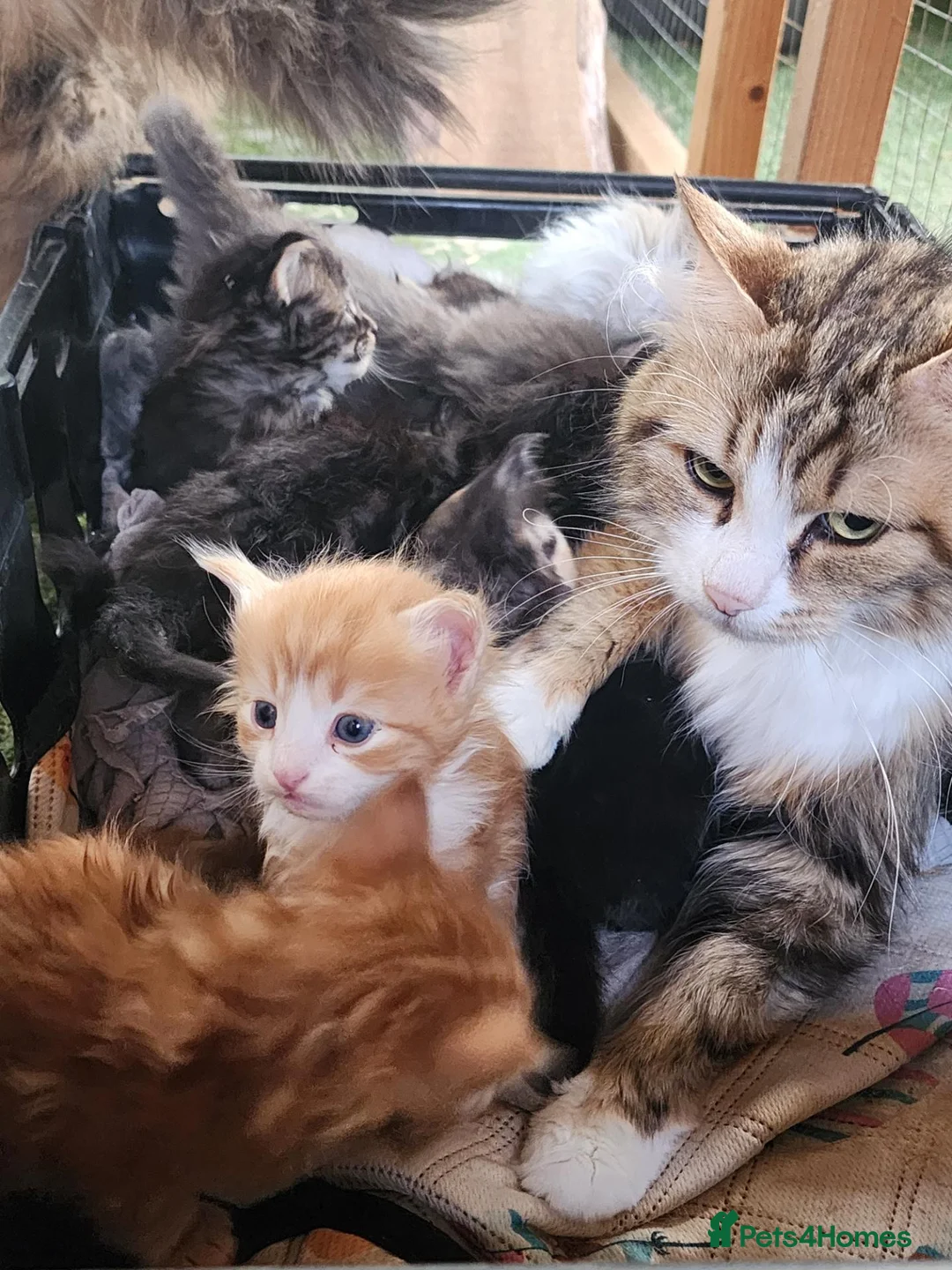 Siberian cats for sale: Hypoallergenic, TICA, Traditional Siberian kittens - Advert 2