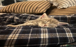 Domestic Shorthair cats for sale: Adorable Kittens - 4 available. Grey & Tabby - Image 14