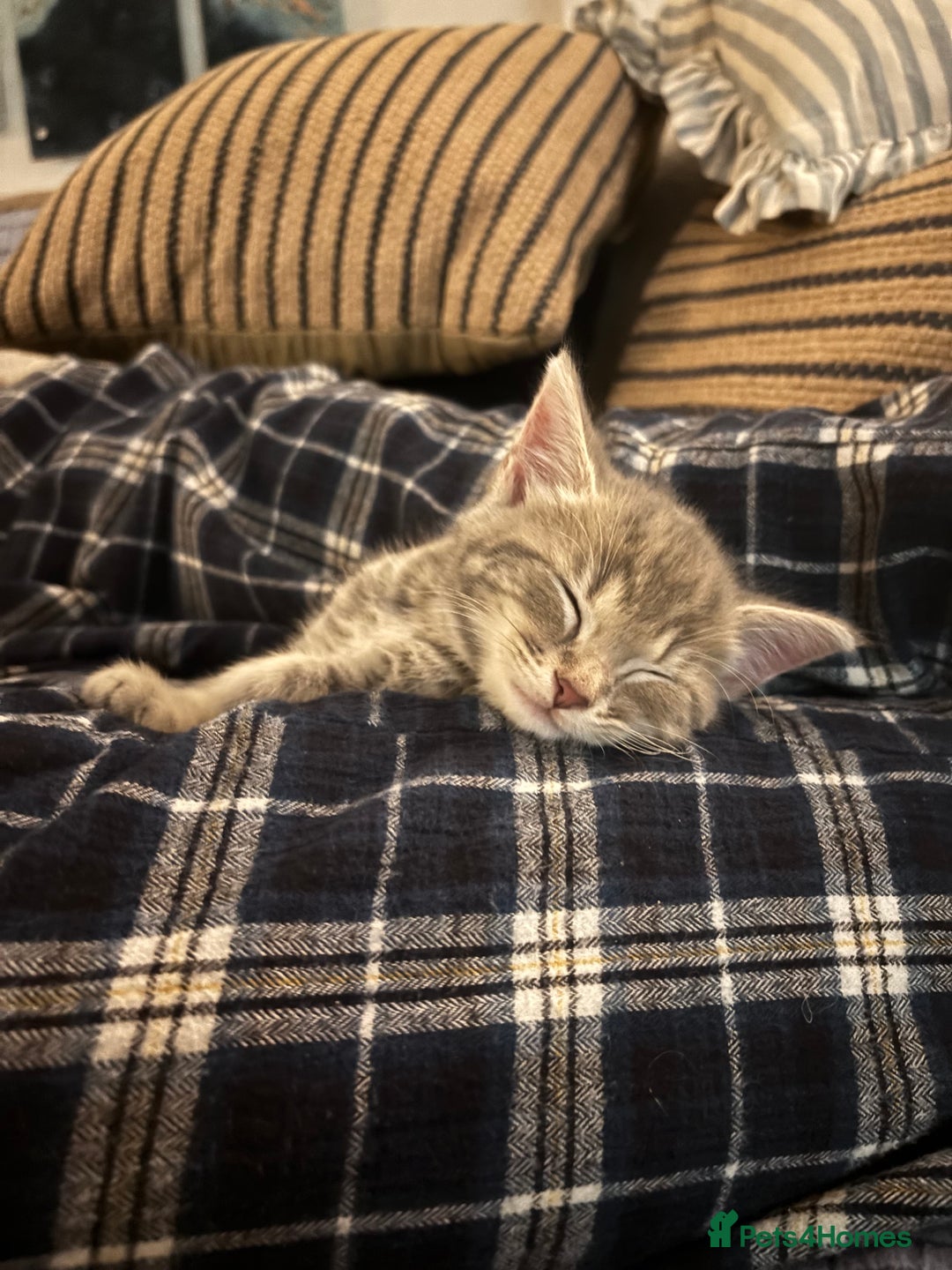 Domestic Shorthair cats for sale: Adorable Kittens - 4 available. Grey & Tabby - Image 14