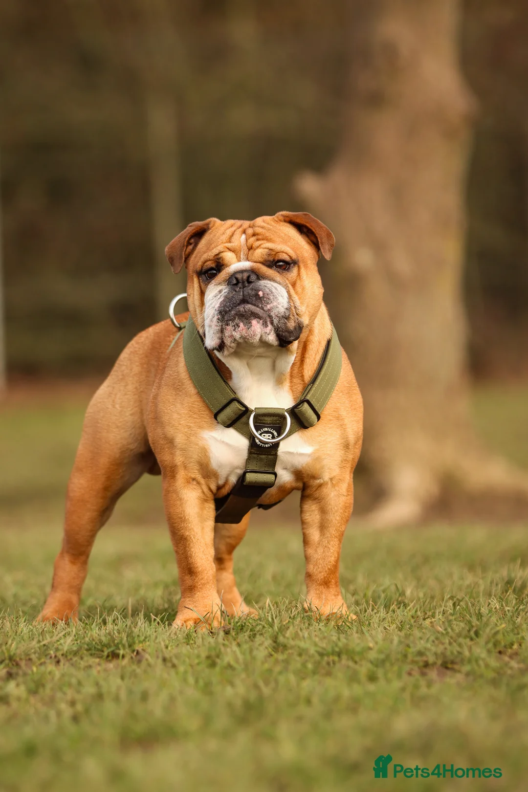 English Bulldog dogs for stud: KC health tested standard red male  - Advert 13