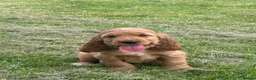 Cocker Spaniel dogs for sale: Golden Show type Cocker Spaniel puppies - Advert 17