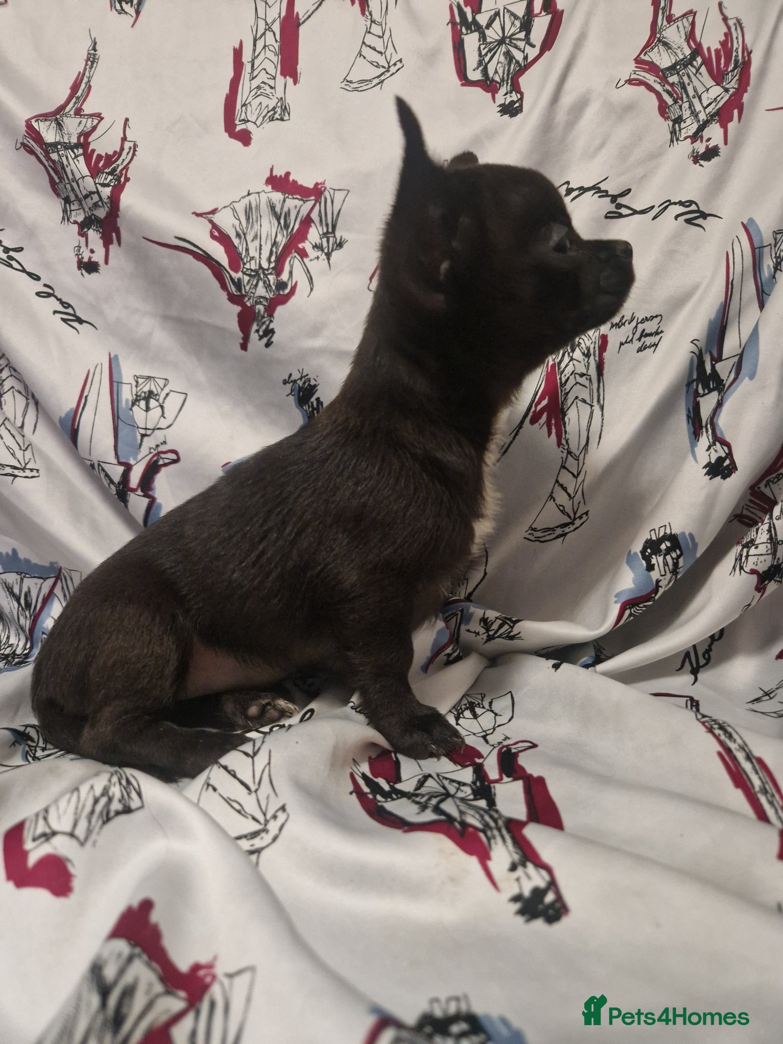Chihuahua dogs 4 dark brown/black chihuahuas  - Advert 1