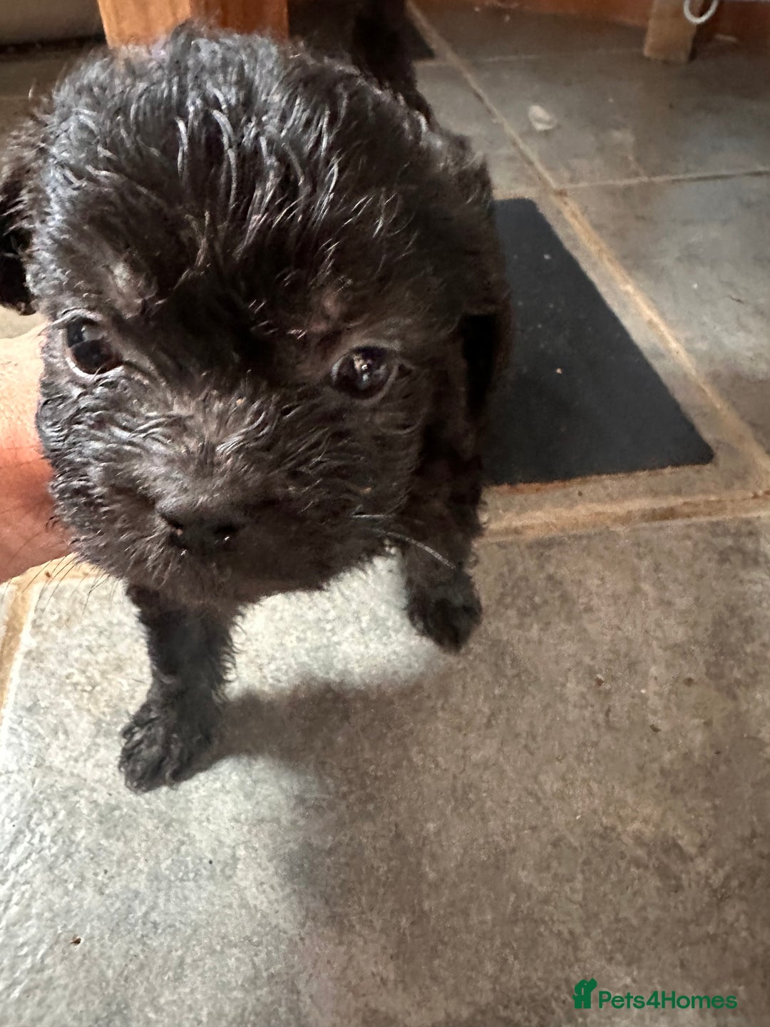 Mixed Breed dogs for sale: 6 fluffy frenchie cross puppies - Image 5