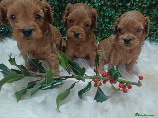 Cavapoo dogs Gorgeous red toy cavapoos - Advert 3
