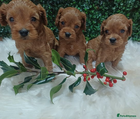 Cavapoo dogs Gorgeous red toy cavapoos - Advert 1