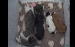 Shih Tzu dogs for sale: Imperial Shihtzu puppies - Image 15