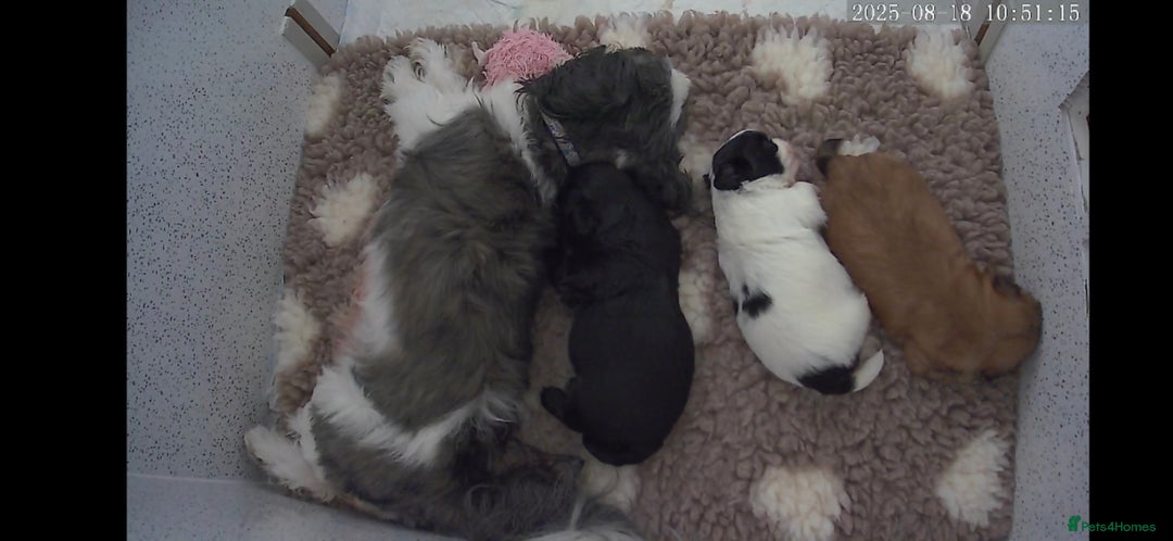 Shih Tzu dogs for sale: Imperial Shihtzu puppies - Image 15