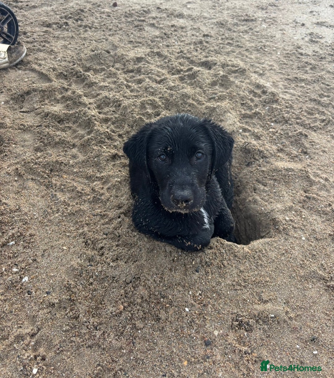 Mixed Breed dogs for sale: Marley the loveable Borador - Advert 9