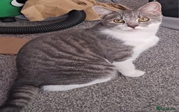 Mixed Breed cats for sale: 7 month old male kitten - Image 4