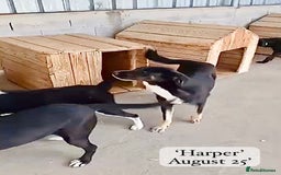 Mixed Breed dogs for adoption: Harper, 18 months. Available for adoption. - Image 9