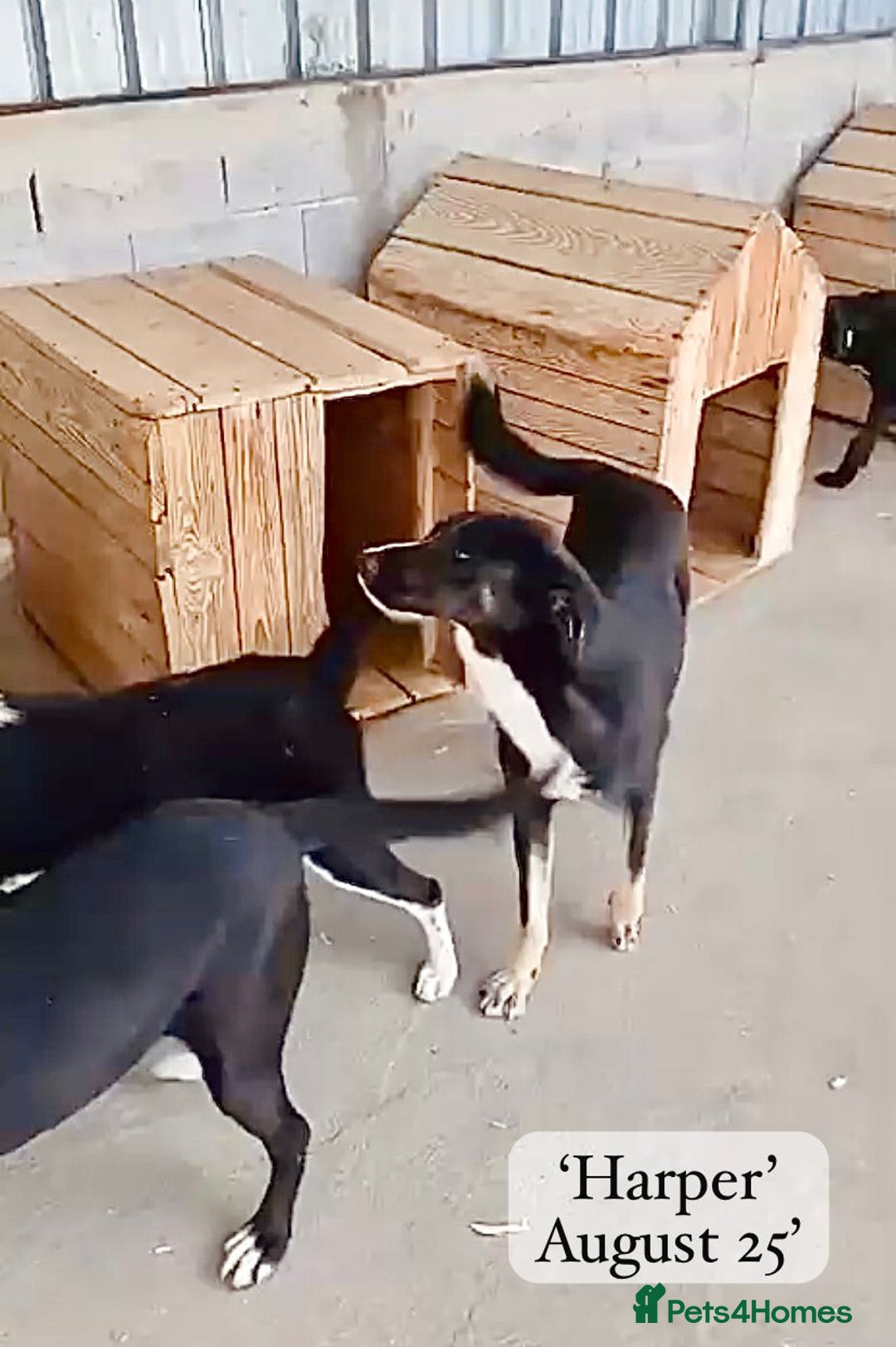 Mixed Breed dogs for adoption: Harper, 18 months. Available for adoption. - Image 9