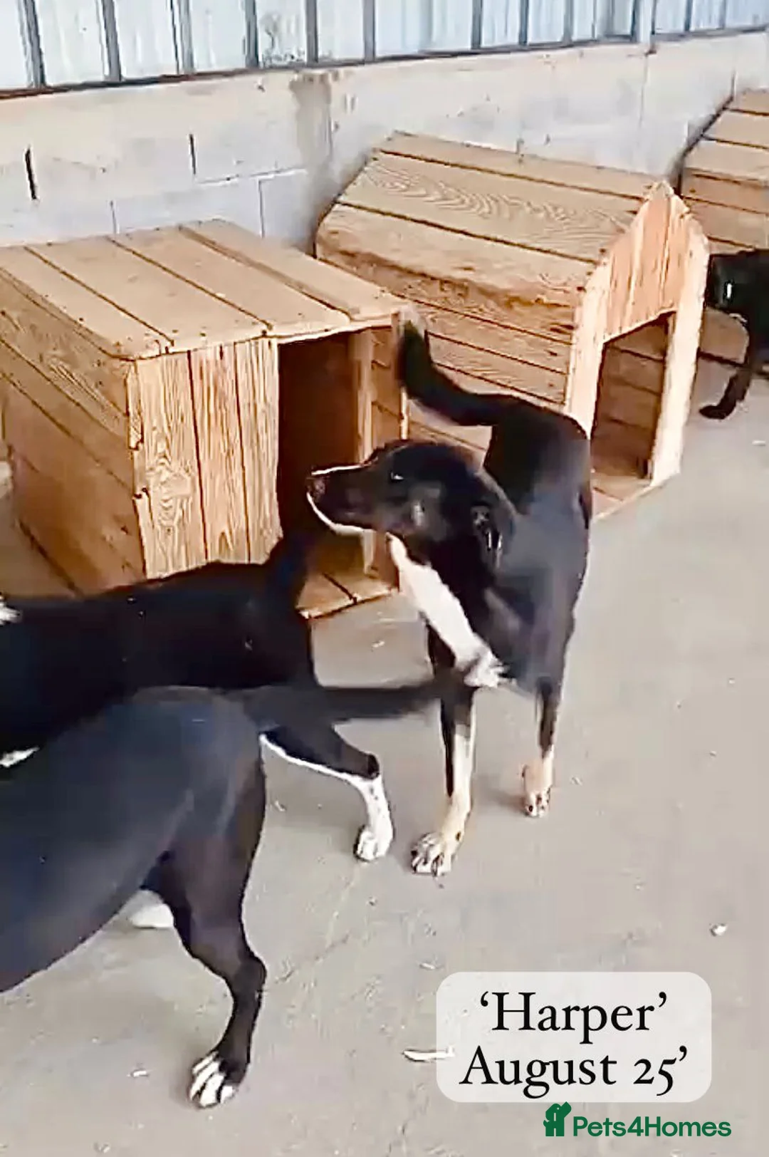 Mixed Breed dogs for adoption: Harper, 18 months. Available for adoption. - Advert 9