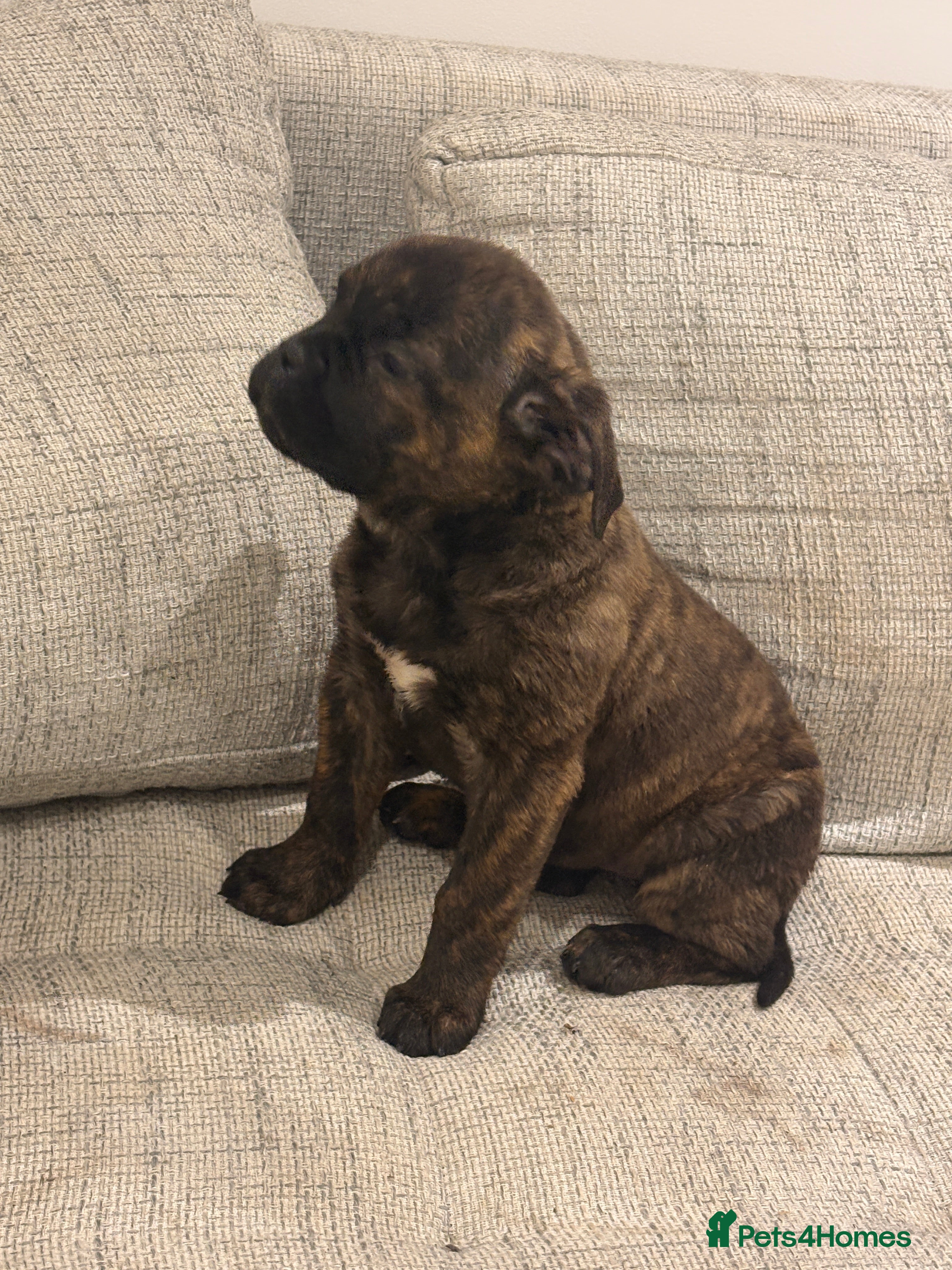 Mixed Breed dogs Fully Vaccinated Girls Ready to go! - Advert 7