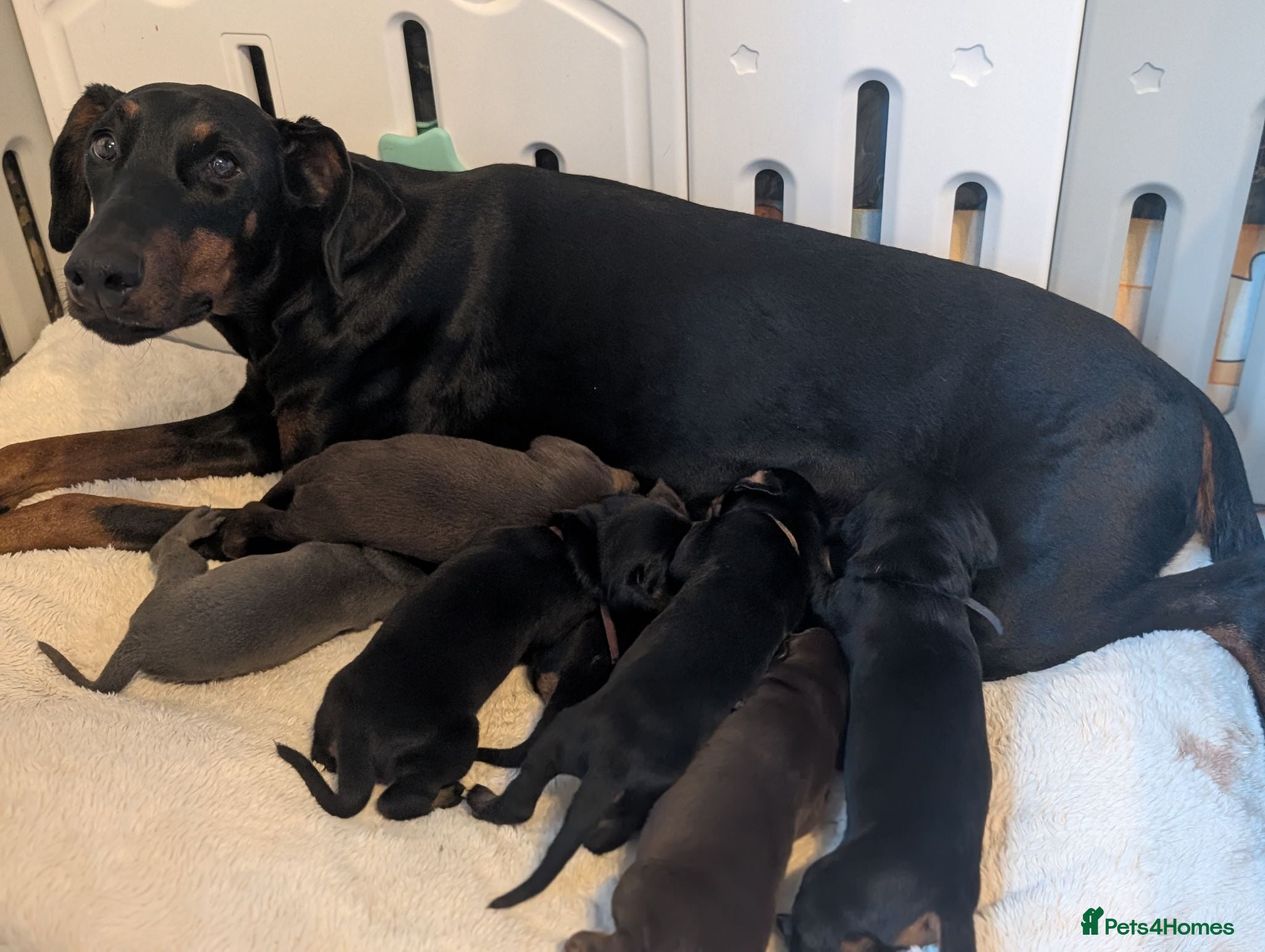 Dobermann dogs European doberman puppies  - Advert 15