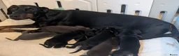 Dobermann dogs for sale: European doberman puppies  in Birkenhead - Advert 1
