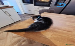 Mixed Breed cats for sale: Beautiful kittens ready now - Image 7