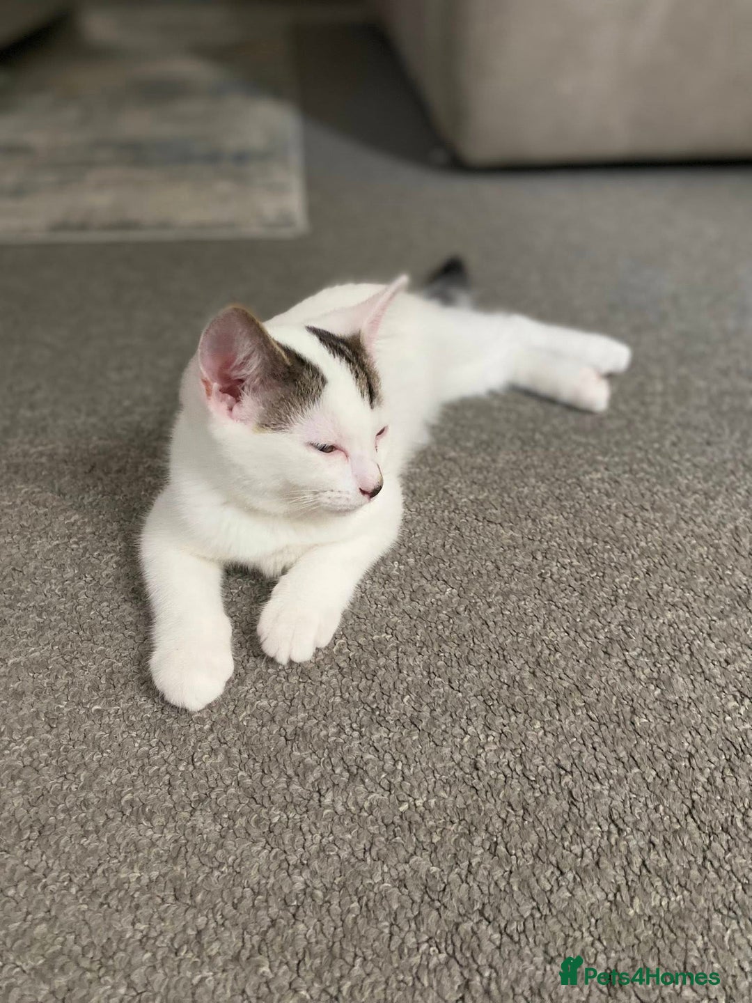 Mixed Breed cats for sale: 2 kittens  - Image 2