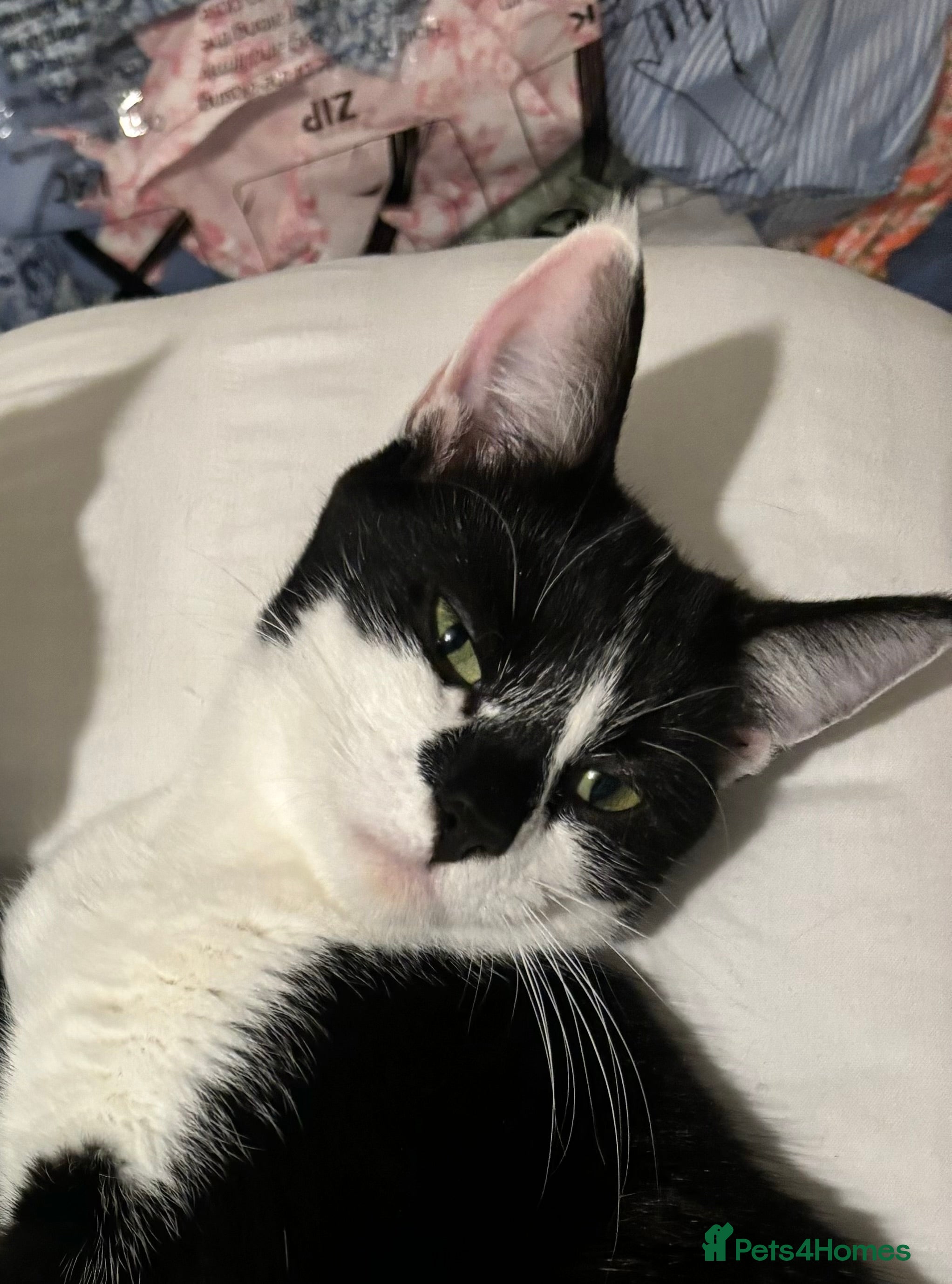 Domestic Shorthair cats FEMALE CATS LOOKING TO BE REHOMED - Advert 20
