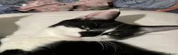 Domestic Shorthair cats for sale: FEMALE CATS LOOKING TO BE REHOMED - Advert 1