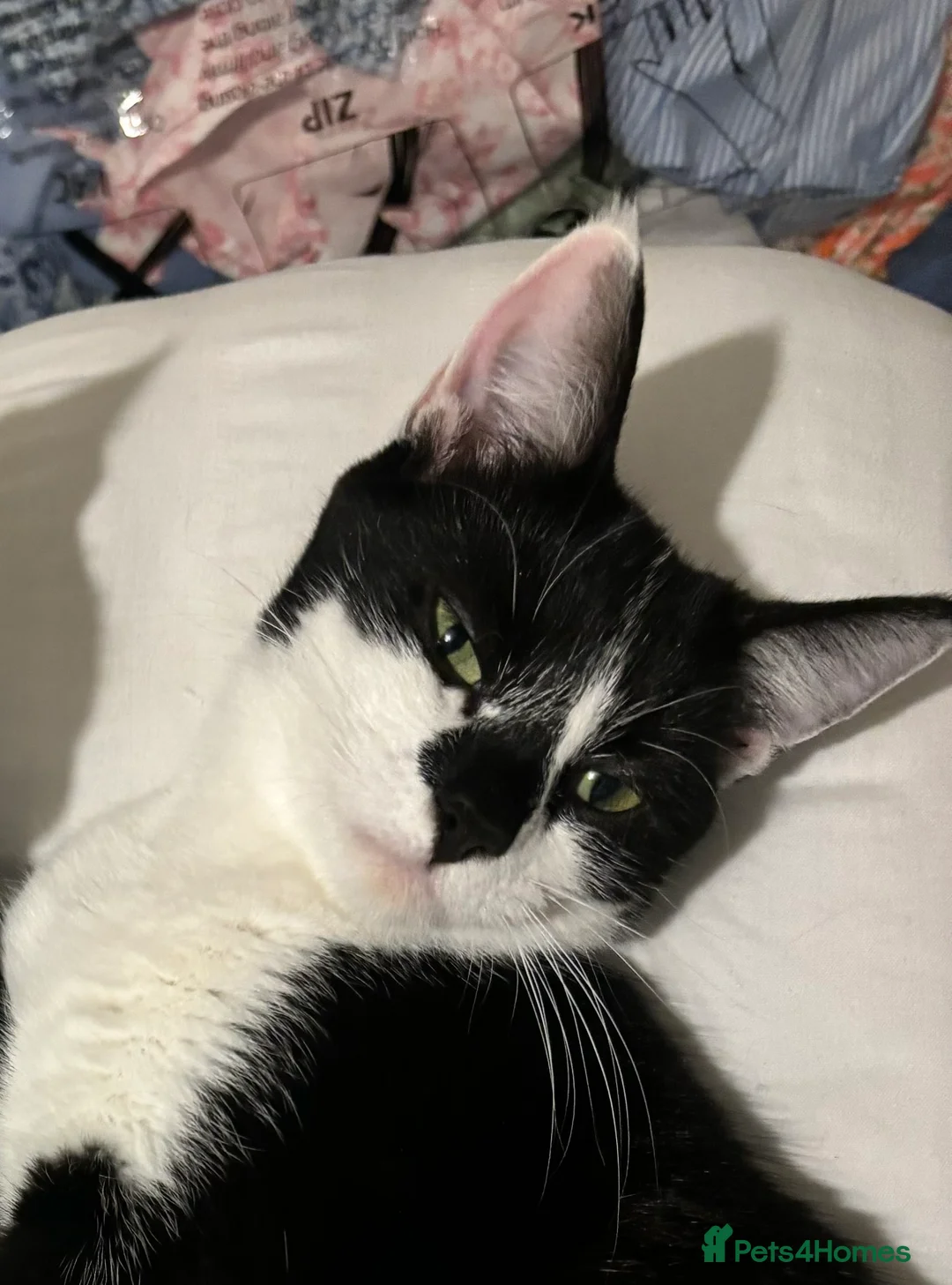 Domestic Shorthair cats for sale: FEMALE CATS LOOKING TO BE REHOMED - Advert 1